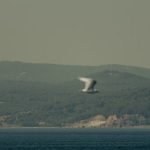 A tranquil view of a seagull flying over a calm sea with mountains in Türkiye, evoking peace and freedom.